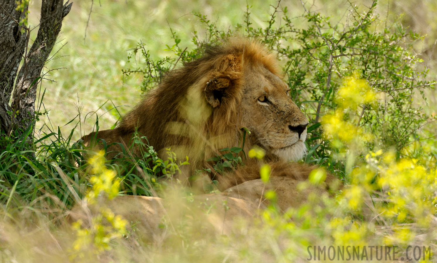 Panthera leo melanochaita [550 mm, 1/500 sec at f / 8.0, ISO 1000]